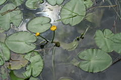 Nuphar pumila