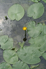 Nuphar pumila