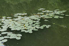 Nuphar pumila