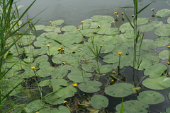 Nuphar pumila