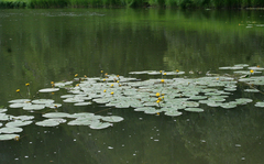 Nuphar pumila