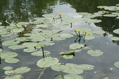 Nuphar pumila