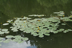 Nuphar pumila
