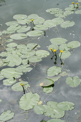 Nuphar pumila