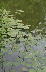 Nuphar pumila