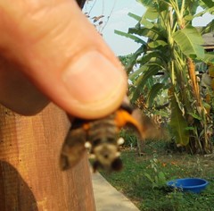 Macroglossum pyrrhosticta