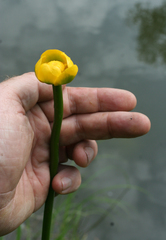 Nuphar pumila