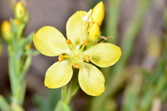 Linum kingii