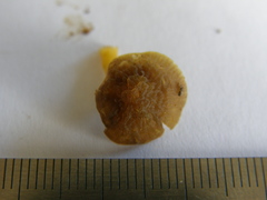 Simocybe phlebophora