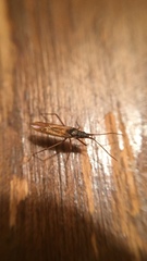 Stenodema trispinosum