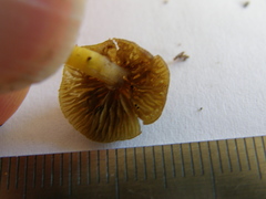 Simocybe phlebophora