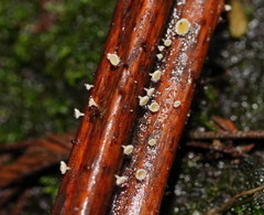 Lachnum varians