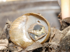 Zachrysia provisoria