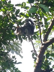 Sciurus variegatoides