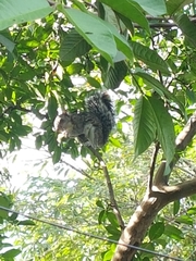 Sciurus variegatoides