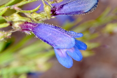 Penstemon abietinus