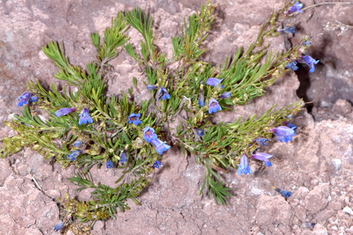 Firleaf Beardtongue (Penstemon abietinus)