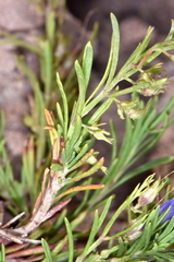 Penstemon abietinus