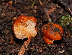Zelleromyces