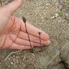 Gentianella propinqua