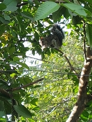 Sciurus variegatoides