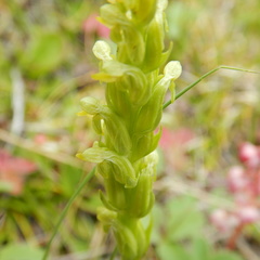 Platanthera aquilonis