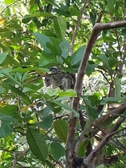 Sciurus variegatoides