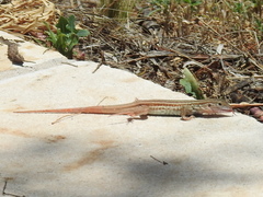 Aspidoscelis gularis