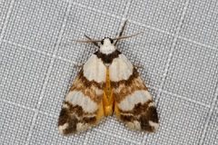 Thallarcha albicollis