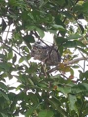 Sciurus variegatoides