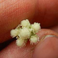 Antennaria rosea confinis