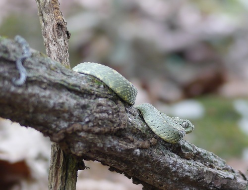 African Bush Viper
