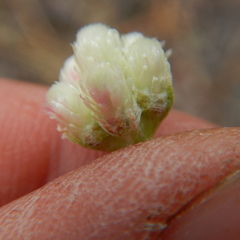 Antennaria rosea confinis