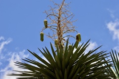 Yucca decipiens