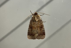 Protorthodes oviduca