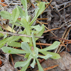 Antennaria rosea confinis