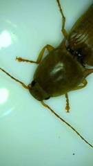 Conoderus lividus