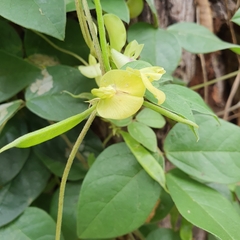 Macrotyloma axillare