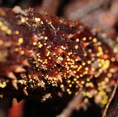 Lachnum pteridophyllum
