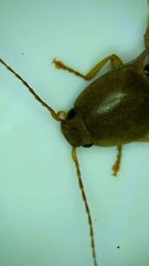 Conoderus lividus