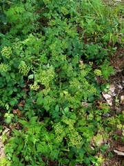 Thaspium barbinode
