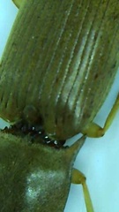 Conoderus lividus
