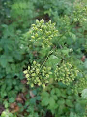 Thaspium barbinode