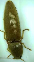 Conoderus lividus