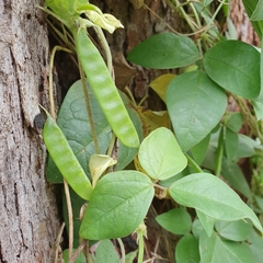 Macrotyloma axillare