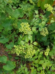 Thaspium barbinode