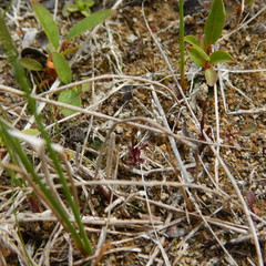 Gentianella propinqua