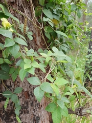 Macrotyloma axillare