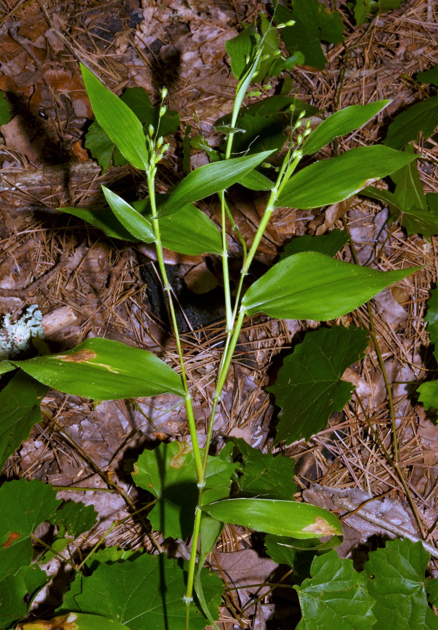 Dichanthelium boscii