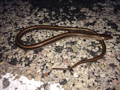 Ophisaurus attenuatus